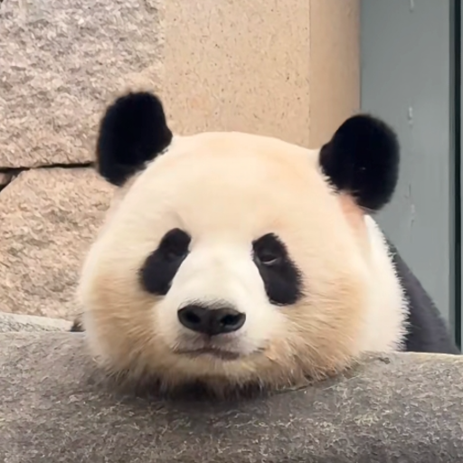 贝贝南瓜